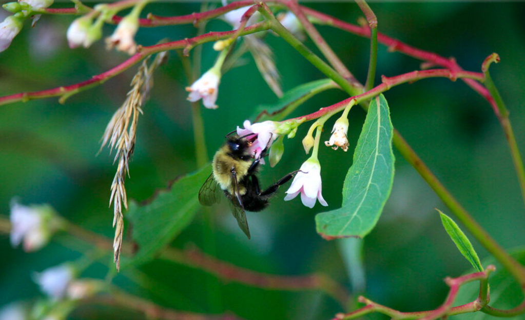 Can roadsides offer a beeline for&nbsp;pollinators?