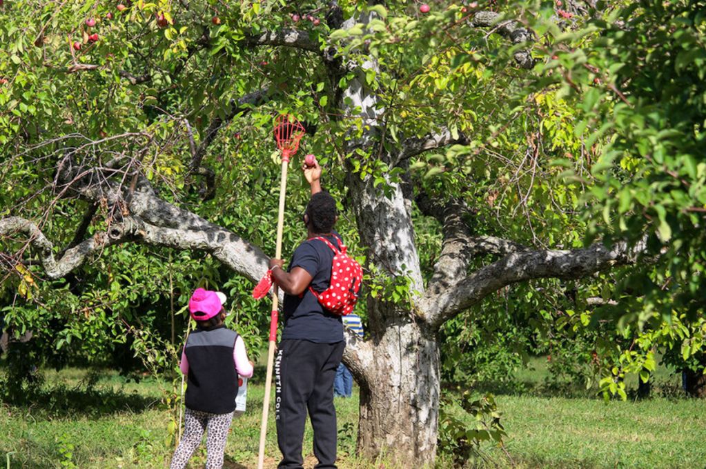 Crisp air and apples: Pandemic-weary folks flock to pick-your-own&nbsp;farms